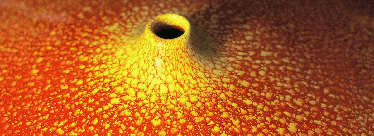 Graham Ambrose Ceramics - Large Orb Detail | Sunglaze